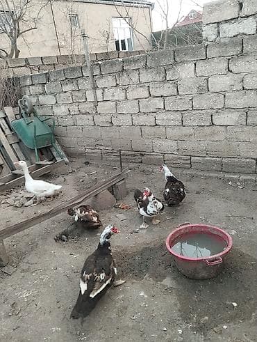 Бараны, овцы: Salam krasnodar cinsi lal ördek xoruzları satılır real alıcılara — 2