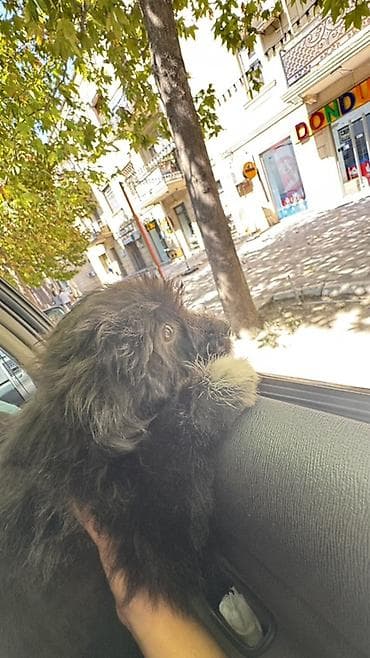 it toy pudel: Pudel, 3 ay, Dişi, Ünvandan götürmə, Ödənişli çatdırılma — 1