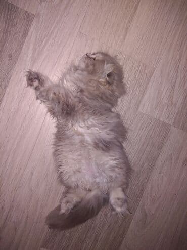 мейн кун купить в баку: Qızıl şinşilla, Dişi, Yaxşı əllərə, Ünvandan götürmə — 3