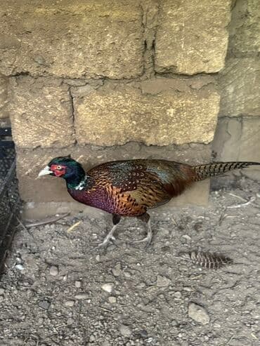 yapon xoruz: Xoruz, il: 1, Pulsuz çatdırılma — 4