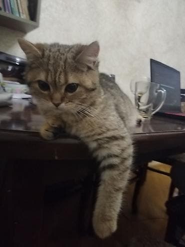 Heyvanlar üçün mallar: Qızıl şinşilla, Yaxşı əllərə, Ünvandan götürmə — 5