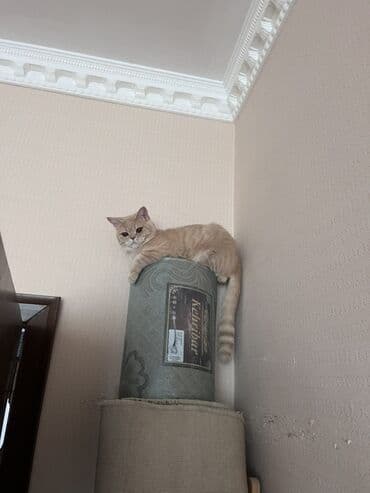 pişik cutləşdirmək: Britan, Yaxşı əllərə — 2