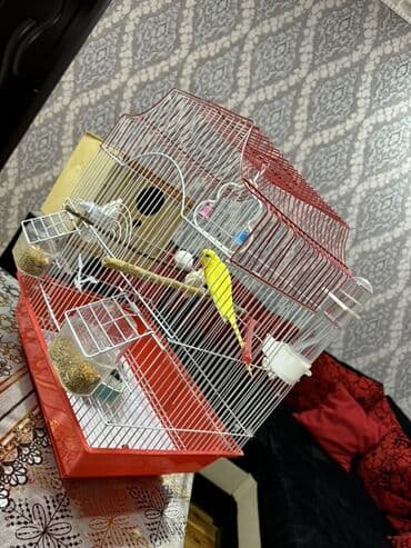 taxta qəfəs: Quşlar üçün nəzərdə tutulmuş qırmızı rəngli qəfəs. Qəfəsin içərisində — 4