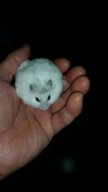 енот в баку купить: Cunqariklər ələ öyrəşiblər dişləmirlər Stresi əsəbi — 3