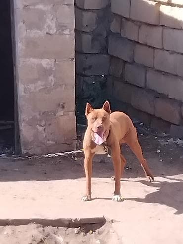 qaz heyvan: Qəhvəyi rəngli pitbull balalari. BİR aylıqdır lar. Şəkillərdə sonda — 9