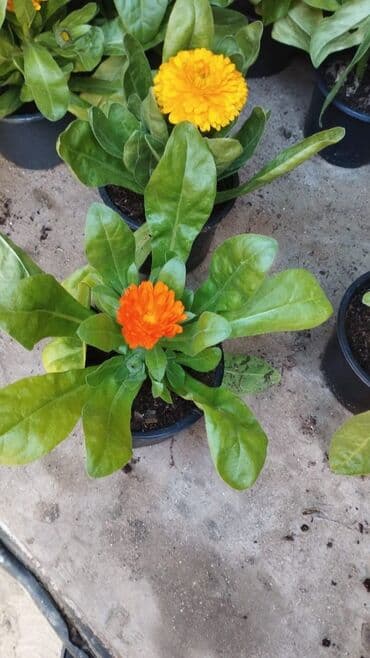 suni ot ortuyu satisi: Gubrelerin satişi ela torfdu kisesin 3manatda ededle satram çox alana — 4