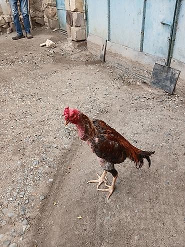 жако купить: Bir gozu kordu başqa prablemi yoxdu reyal alcya doyuşunu atacam — 5
