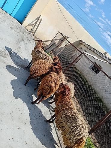 boz kurt sekilleri: Dişi, Qala, il: 1, 50 kq, Damazlıq, Ünvandan götürmə — 3