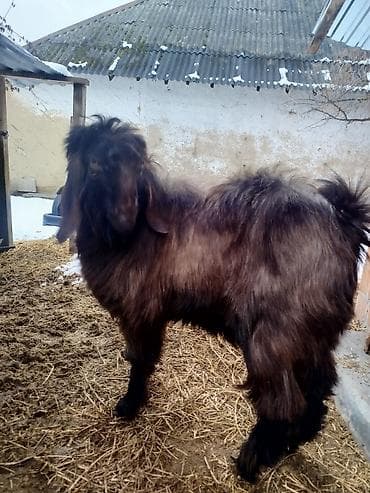 Erkək, Hələb, il: 2, Damazlıq, Ətlik