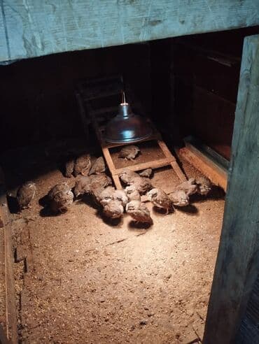 hinduska yumurtasi nece gune cixir: 3.aydan çox du tam sağlamdır yerim yoxdu satram tam sağlam keklikdiler — 2