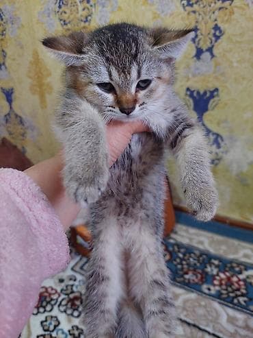 pişiy: Şotland yastı qulaq — 4