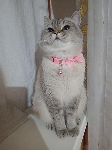 pisik balasi satisi: Britan, Dişi, Yaxşı əllərə, Ünvandan götürmə — 9