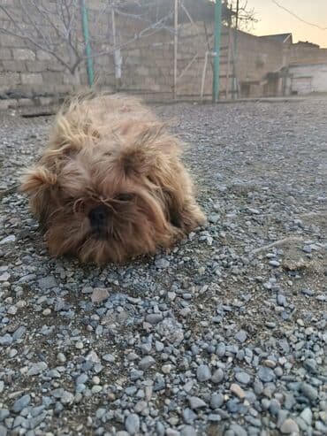 bakıda it satışı: Pudel, 8 ay, Erkek, Peyvəndli, Pulsuz çatdırılma — 7