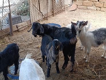kənd heyvanları: 3 dene yekə Erkey keçilər satılır diri çəki qiyməti 7 AZN istəyən olsa — 1