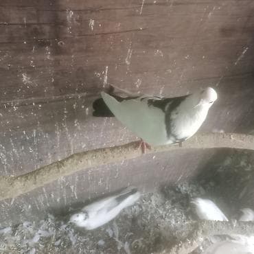 pavlin goyərcin: Qara boyun deste qara quyruq erkek mayad 2- birlikde 30 azn 1 eded — 9