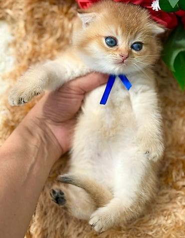 it pişik: Şotland — 2