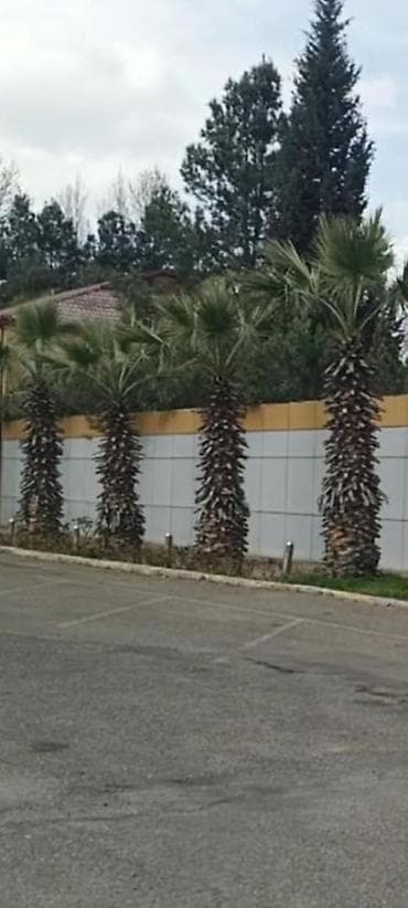 puste agaci: Palma wasinqton istənilən fəslində əkilir zəmanət verilir dərmanlanir — 9