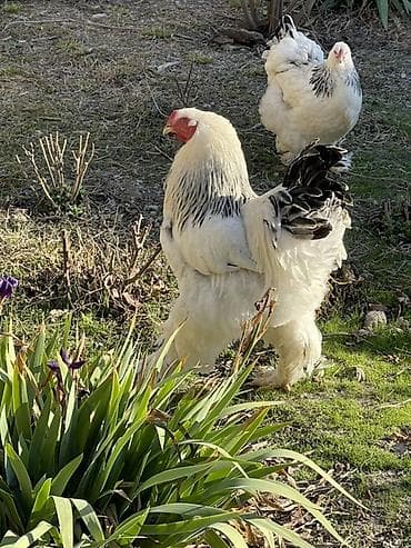 quzu satışı: Toyuq, Brama, Damazlıq, Ödənişli çatdırılma — 3