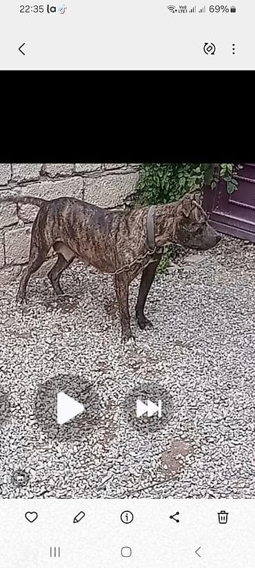 Brindle rəngli, qısa tüklü, atletik quruluşlu it. 70 m