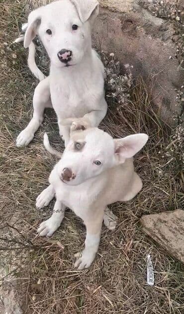 itlərin qiyməti: 2 ay, Erkek, Pulsuz çatdırılma — 16