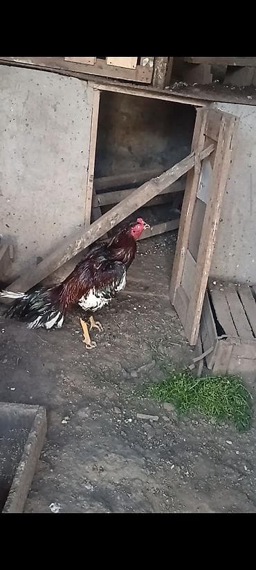 cucə: Super cins heyratilar satilir isimle elaqadar tərgidirem deye hamsini — 4