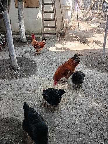 dekarativ quslar: Yumurtlayan toyuqlar, xoruzlar, çolpalar, 1 aylıq cücələrdə var — 3