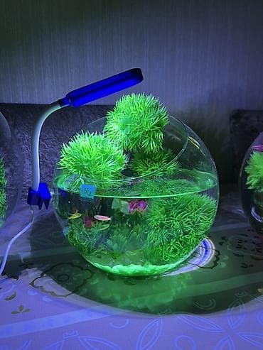 Akvariumlar: Yumru akvarium, Balıqlarla birlikdə, 5 l, Pulsuz çatdırılma — 3