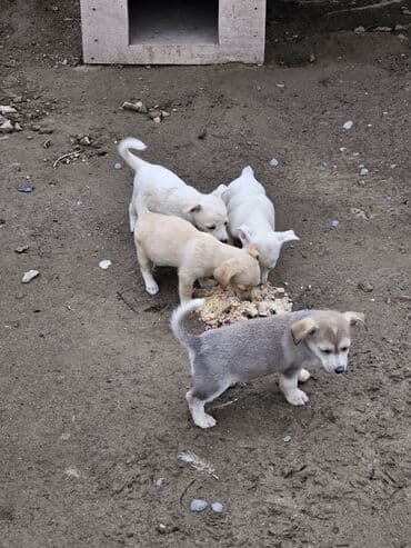 it şəkilləri: Zvanok, çubuş – qarışıq rənglərdə (krem, ağ, boz). Yeməyə — 6