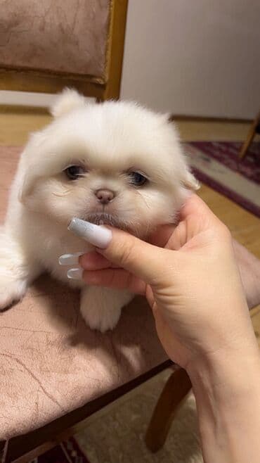 İtlər: Pekines — 3