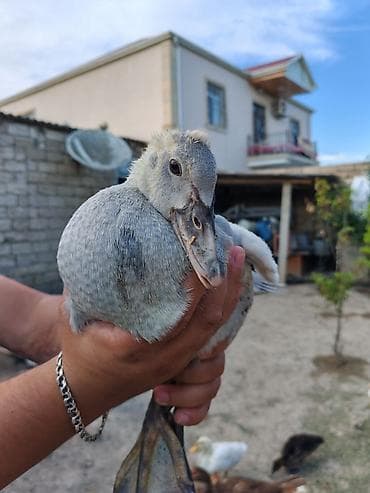 bala xaski: Salam temiz qan Lavanda ballari 1 ay 15 gunlukdurler 10 edetdi — 3