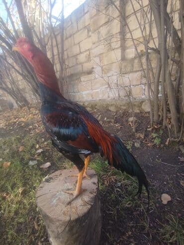 K/t heyvanları üçün mallar: 15 aprel yeni ayılib atlanmayıb barter yoxdur tergidirem deye ucuz — 4