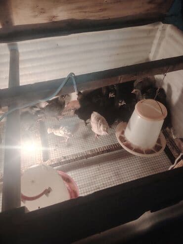 çüçələr: Qara Avstrolop cuceler satilir 4.50 azn 1 ay 15 günlükdür — 2