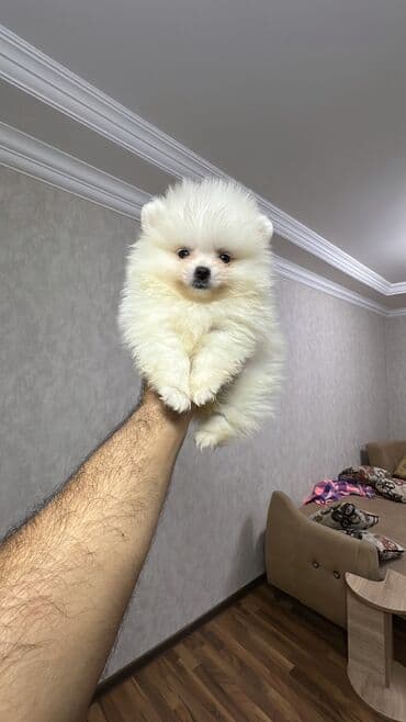 it yuvasi: Şpitz, 2 ay, Erkek — 2