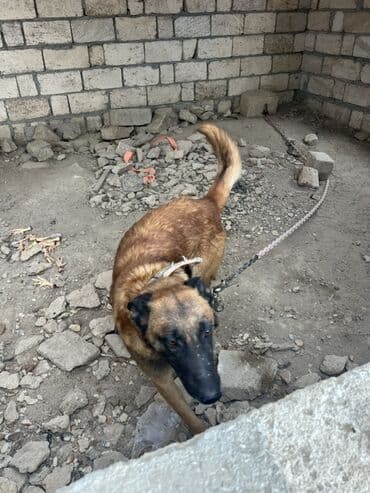 купить собаку малинуа: Belçika çoban iti, 2 il, Erkek, Peyvəndli — 24