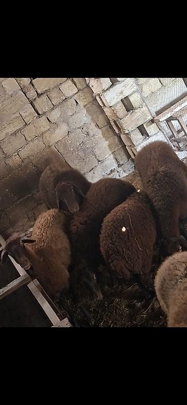 ramanov qoyun satisi: Təcili! Qala Cinsi 5 Baş Damazlıq Heyvan sallanan qulag (Cins Qoç — 2