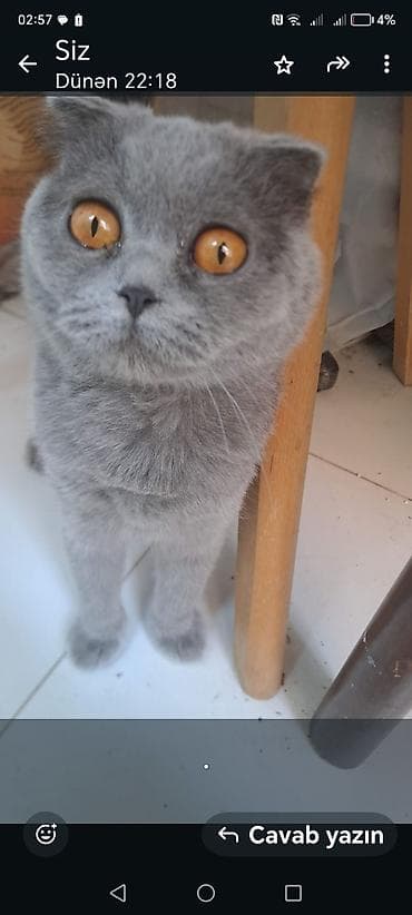 Şotland