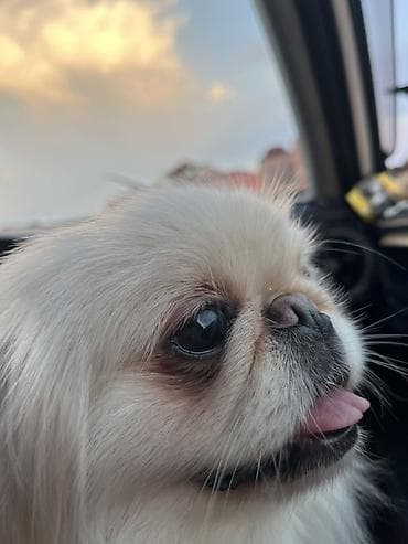 it xaski: Pekines, 1 il, Dişi, Ünvandan götürmə, Pulsuz çatdırılma — 3