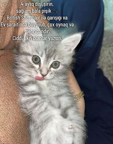 göyərçin şəkli: Britan, Dişi — 1
