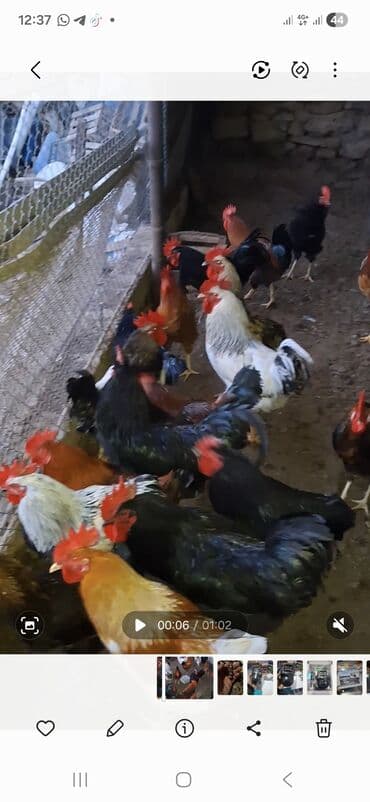 xacmazda satilan inekler: Куры — 2