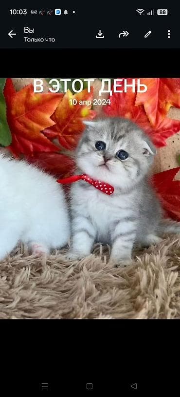 pisik sekileri: Şotland — 3