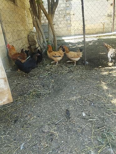 cuce: Toyuq, Damazlıq, Ünvandan götürmə — 6