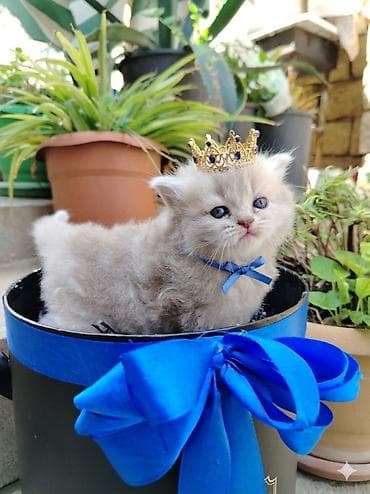 pışık satisi 2021: Britan, Dişi — 2