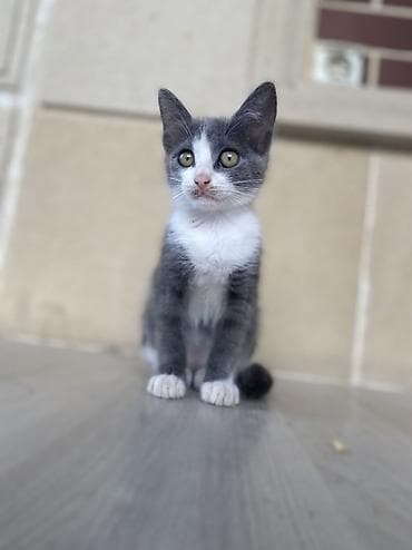 angora pişik: Dişi, Yaxşı əllərə — 2