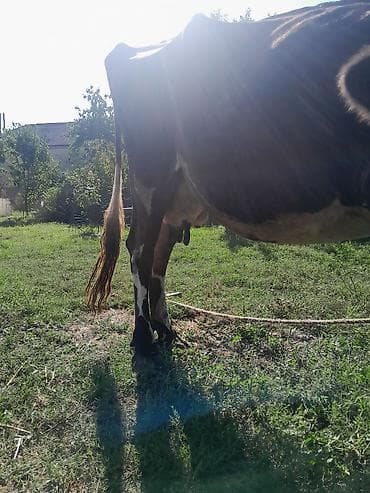 аквариум без рыб: İneg satilir Isteyen olsa bala ileya da tek, bala 4 cu aya keçib — 5