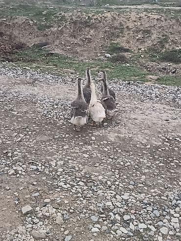 ucuz toyuq satisi: 5eded qaz balasi 4 ayliqdi bir ededi 20manat sağlam heyvanlardi cidi — 1