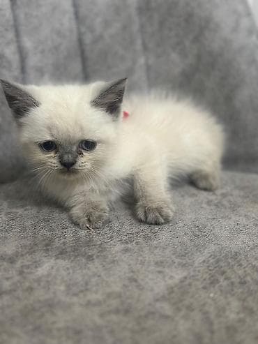 Uzun tüklü, yumşaq xəzli balaca pişiklər - Cins: uzun tüklü ev — 7