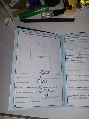 sort it: Malta bolonka, 6 ay, Erkek, Ünvandan götürmə — 4