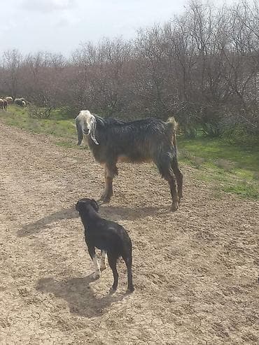 Qazlar: Keci satilir temiz hele dir erkekdi Neftcala rayondadir tel — 3