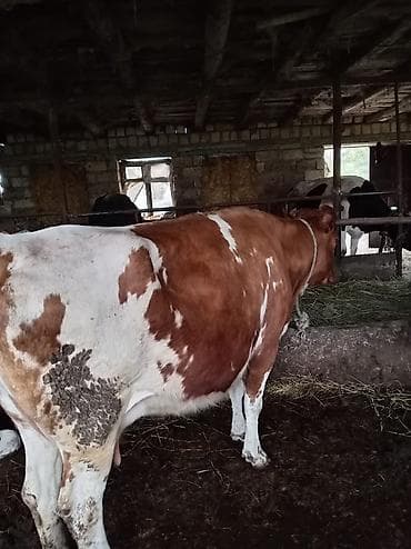 ev heyvanlari satisi: Simental tipli, qırmızı-ağ rəngli inək. - Sağım üçün hazırdır, südə — 1