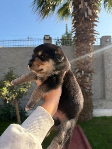 avcarka balası: Alman çoban iti, 1 ay, Erkek, Ünvandan götürmə — 5
